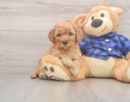 6 week old Mini Goldendoodle Puppy For Sale - Puppy Love PR