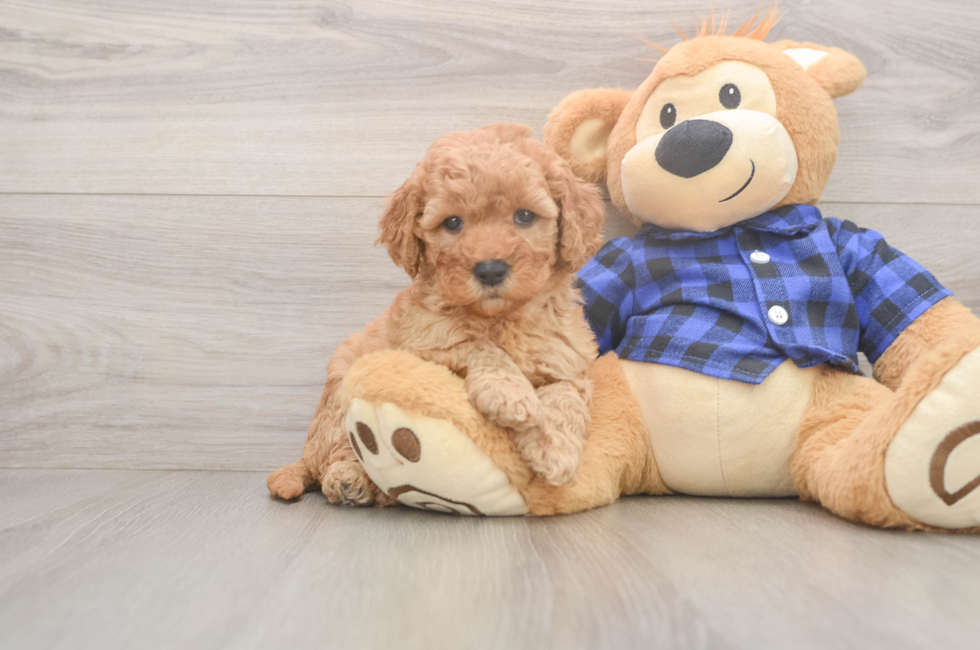 6 week old Mini Goldendoodle Puppy For Sale - Puppy Love PR