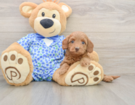 7 week old Mini Goldendoodle Puppy For Sale - Puppy Love PR