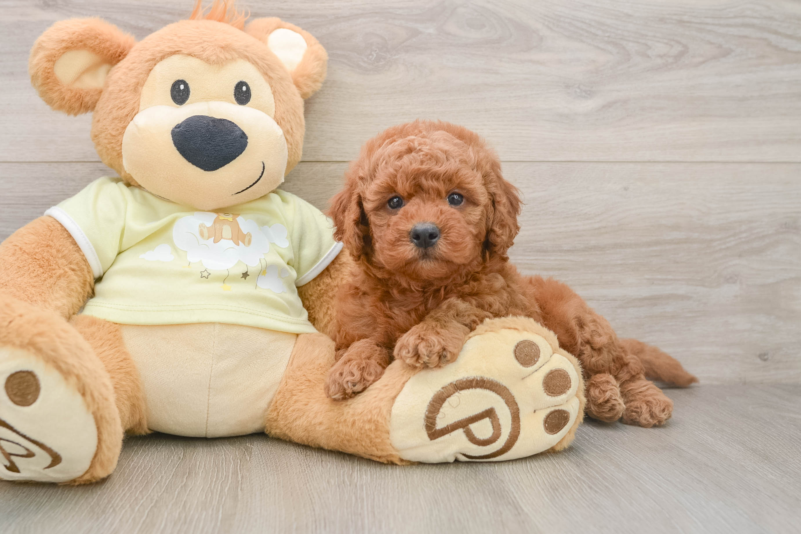 Cute Mini Goldendoodle Baby