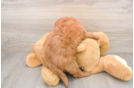 Mini Goldendoodle Puppy for Adoption