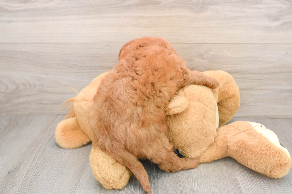 Mini Goldendoodle Puppy for Adoption