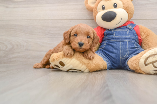Cute Mini Goldendoodle Baby