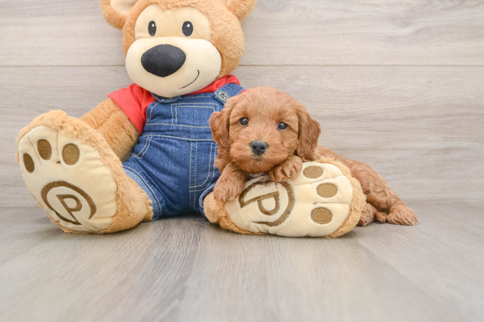 Mini Goldendoodle Pup Being Cute