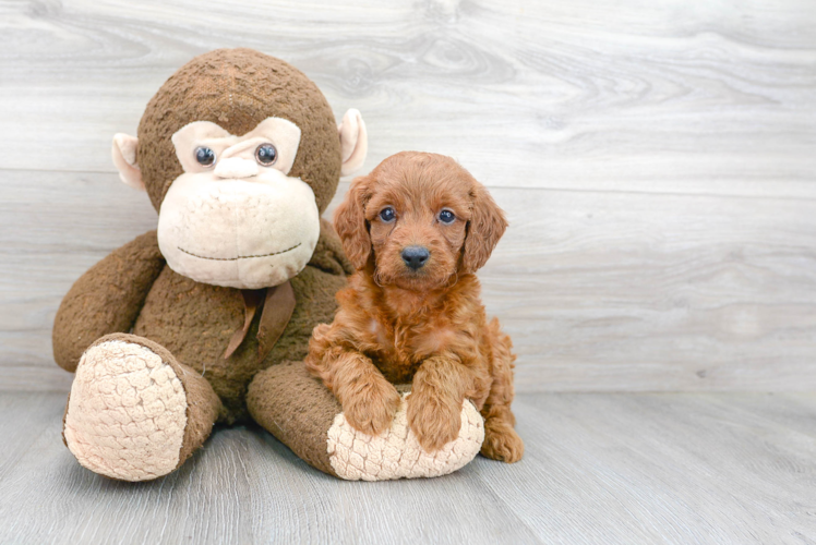 Cute Mini Goldendoodle Baby