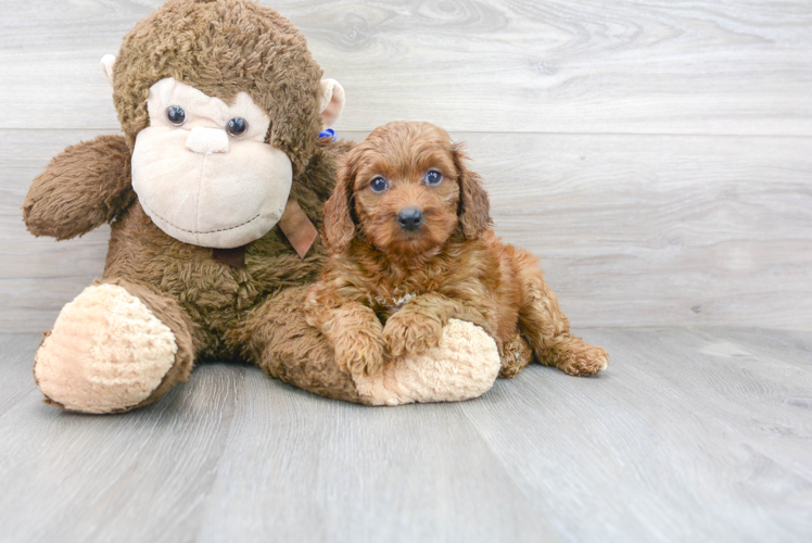 Meet Gaga - our Mini Goldendoodle Puppy Photo 1/3 - Puppy Love PR Best Mini Goldendoodle Baby