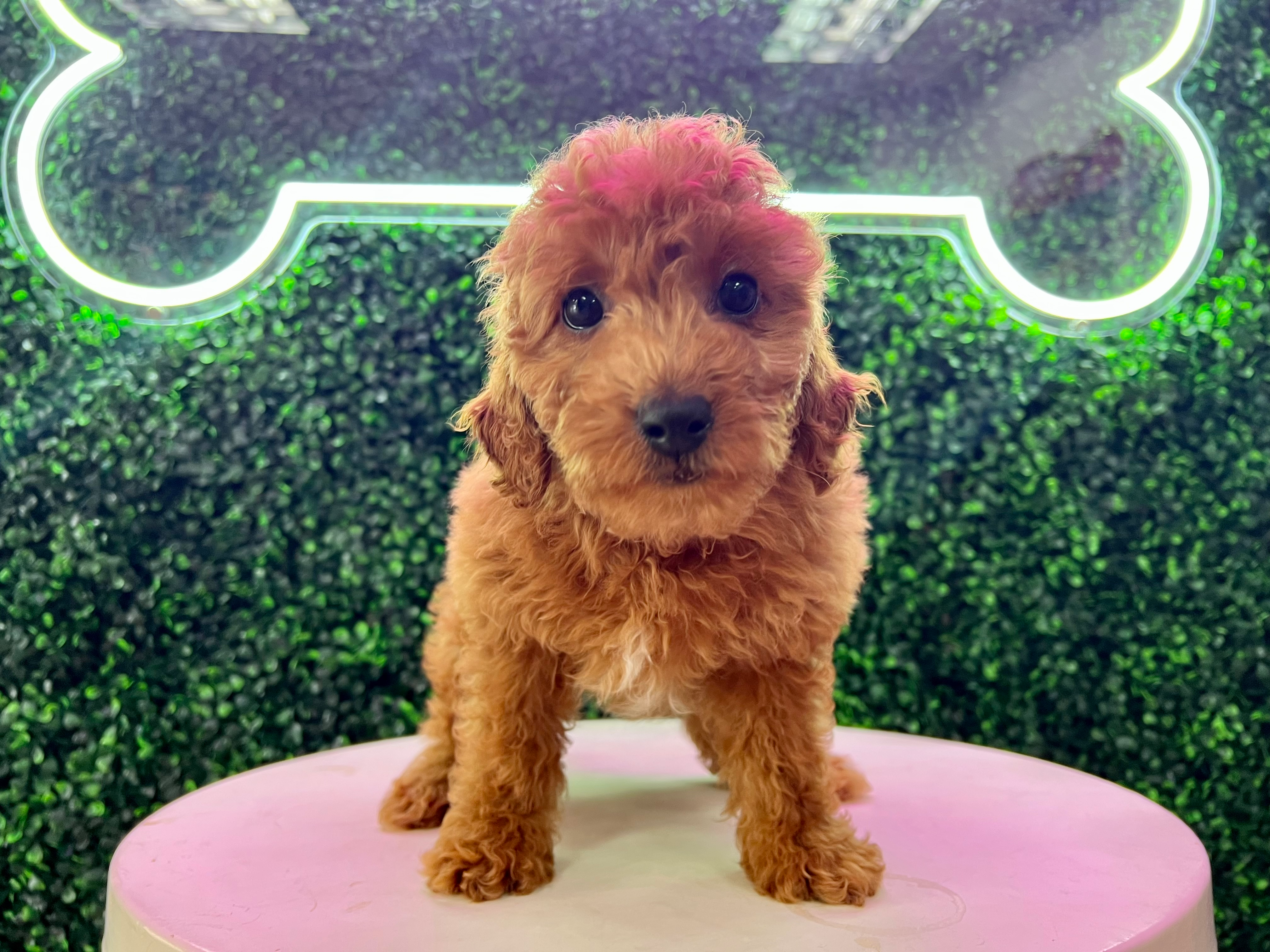 Cute Golden Retriever Poodle Mix Puppy