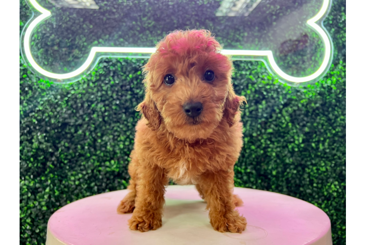 Meet Gavin - our Mini Goldendoodle Puppy Photo 1/4 - Puppy Love PR Cute Golden Retriever Poodle Mix Puppy