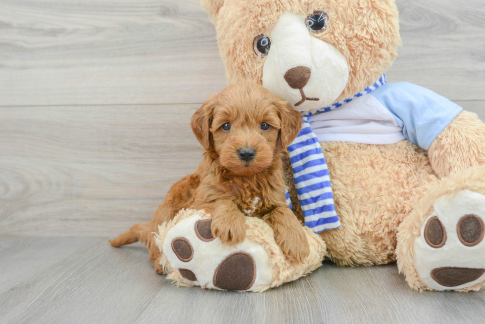 golden retriever poodle mix puppy