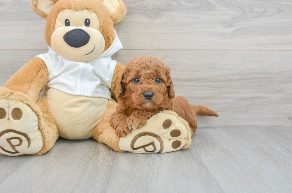 5 week old Mini Goldendoodle Puppy For Sale - Puppy Love PR