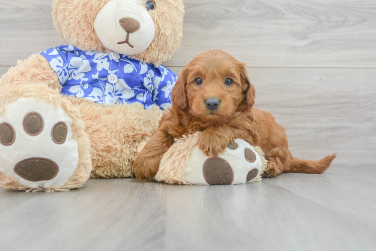 Meet Gavin - our Mini Goldendoodle Puppy Photo 1/3 - Puppy Love PR Fluffy Mini Goldendoodle Poodle Mix Pup