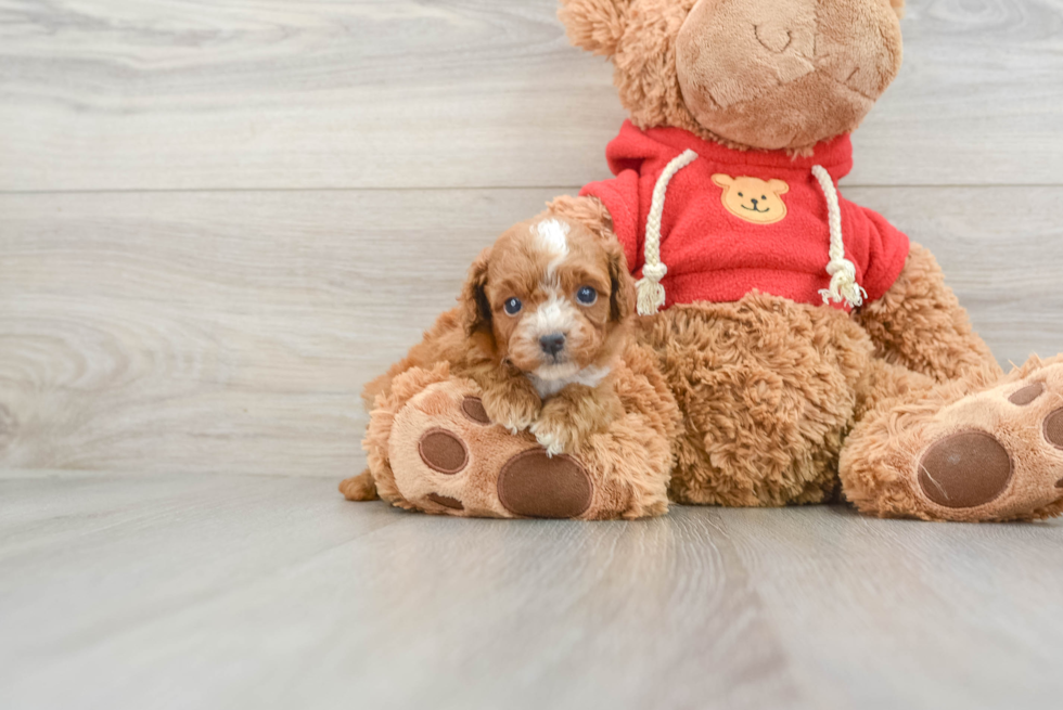 Funny Mini Goldendoodle Poodle Mix Pup