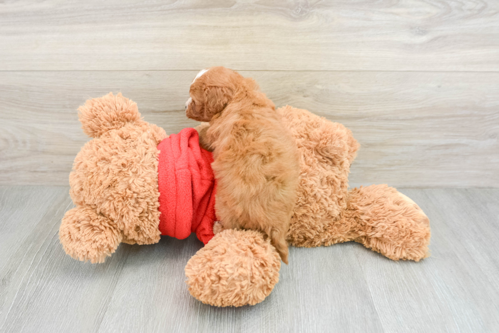 Mini Goldendoodle Puppy for Adoption