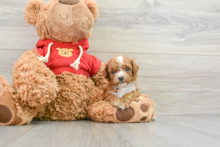 Mini Goldendoodle Puppy for Adoption
