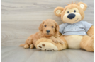 Best Mini Goldendoodle Baby