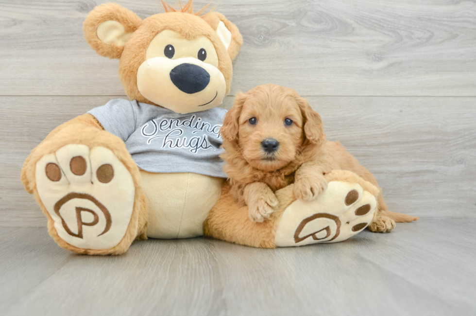 5 week old Mini Goldendoodle Puppy For Sale - Puppy Love PR