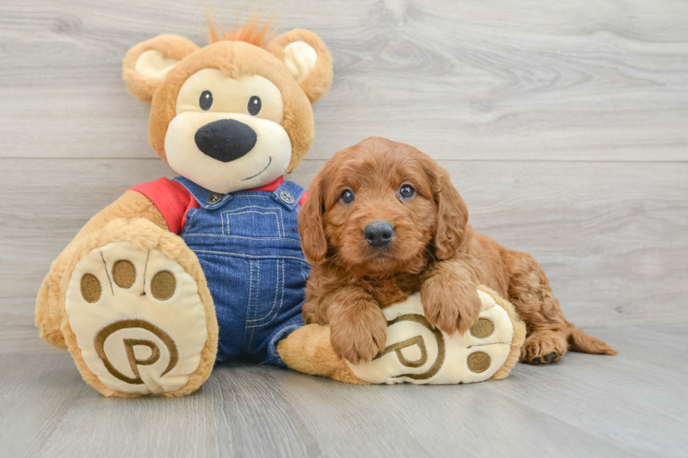 Mini Goldendoodle Pup Being Cute