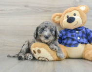 8 week old Mini Goldendoodle Puppy For Sale - Puppy Love PR