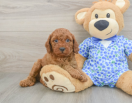 7 week old Mini Goldendoodle Puppy For Sale - Puppy Love PR