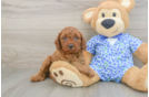 Petite Mini Goldendoodle Poodle Mix Pup