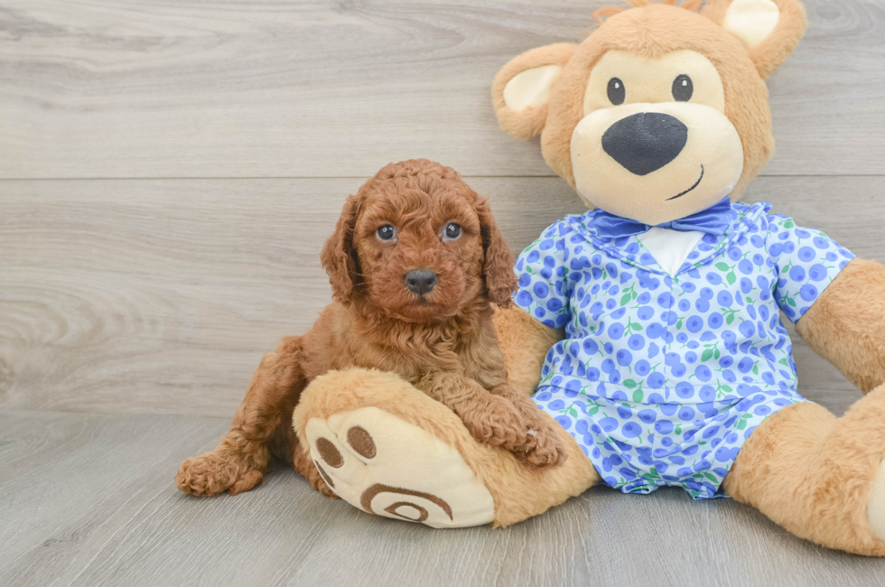 5 week old Mini Goldendoodle Puppy For Sale - Puppy Love PR