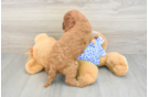Small Mini Goldendoodle Baby