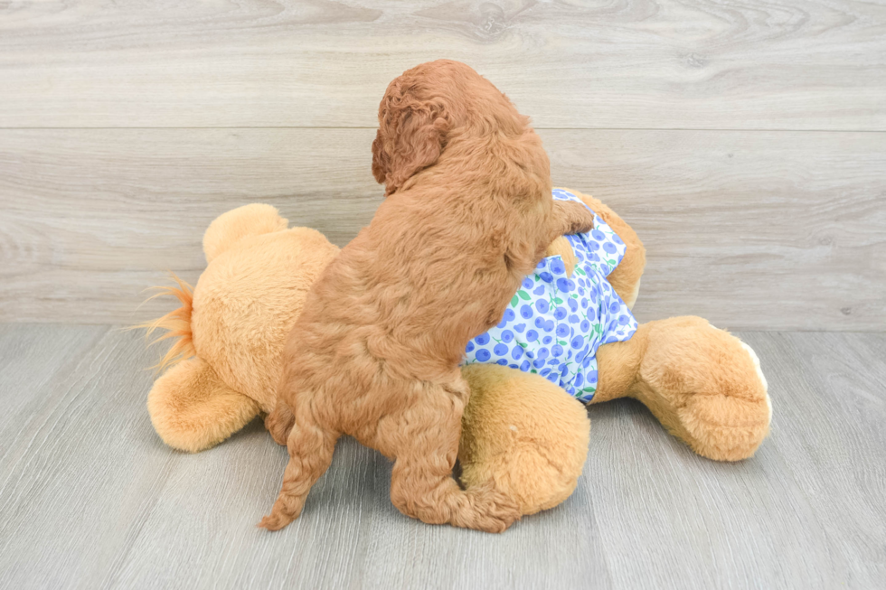 Small Mini Goldendoodle Baby