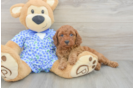Mini Goldendoodle Pup Being Cute