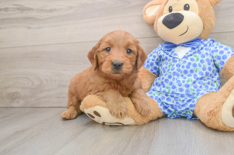 6 week old Mini Goldendoodle Puppy For Sale - Puppy Love PR