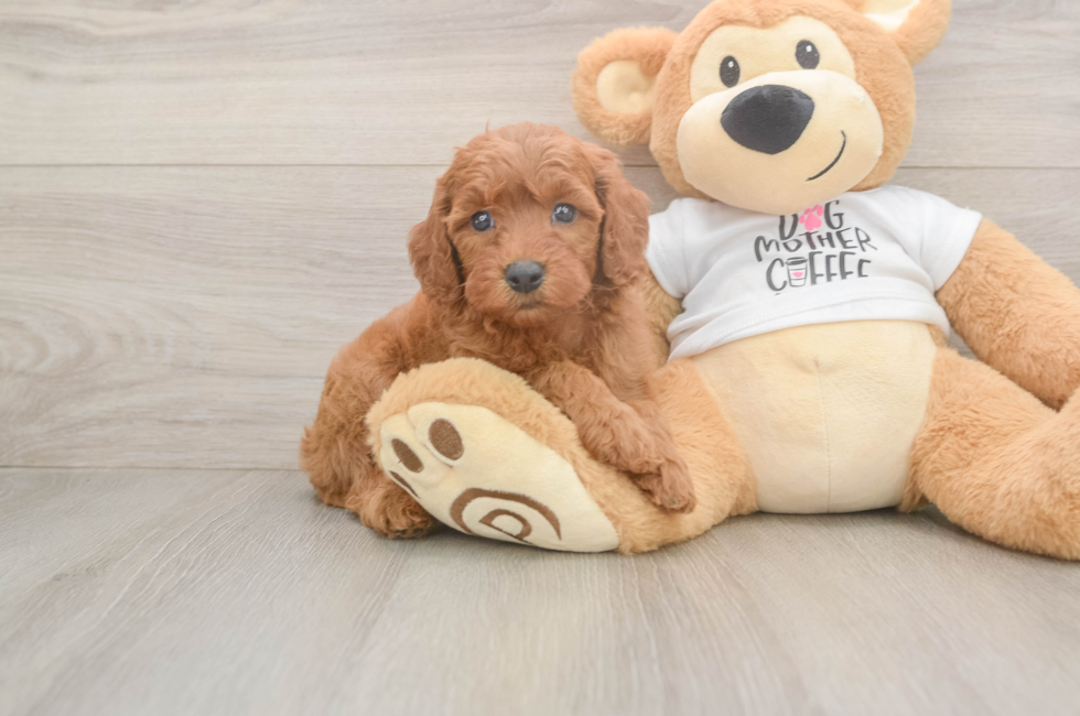 5 week old Mini Goldendoodle Puppy For Sale - Puppy Love PR
