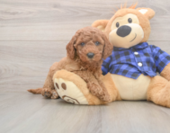 5 week old Mini Goldendoodle Puppy For Sale - Puppy Love PR