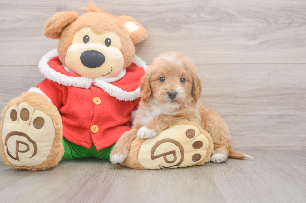 5 week old Mini Goldendoodle Puppy For Sale - Puppy Love PR