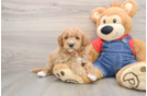Smart Mini Goldendoodle Poodle Mix Pup