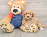7 week old Mini Goldendoodle Puppy For Sale - Puppy Love PR