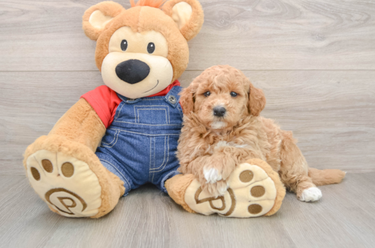 Mini Goldendoodle Pup Being Cute