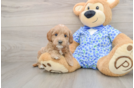 Mini Goldendoodle Puppy for Adoption