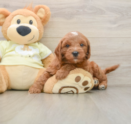 8 week old Mini Goldendoodle Puppy For Sale - Puppy Love PR