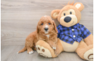 Little Mini Goldenpoo Poodle Mix Puppy