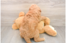 Friendly Mini Goldendoodle Baby