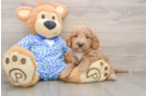 Mini Goldendoodle Pup Being Cute