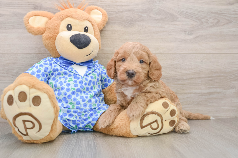 Mini Goldendoodle Pup Being Cute