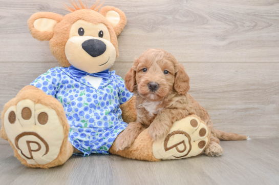 Mini Goldendoodle Pup Being Cute