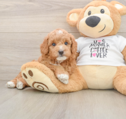 7 week old Mini Goldendoodle Puppy For Sale - Puppy Love PR