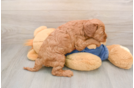 Best Mini Goldendoodle Baby
