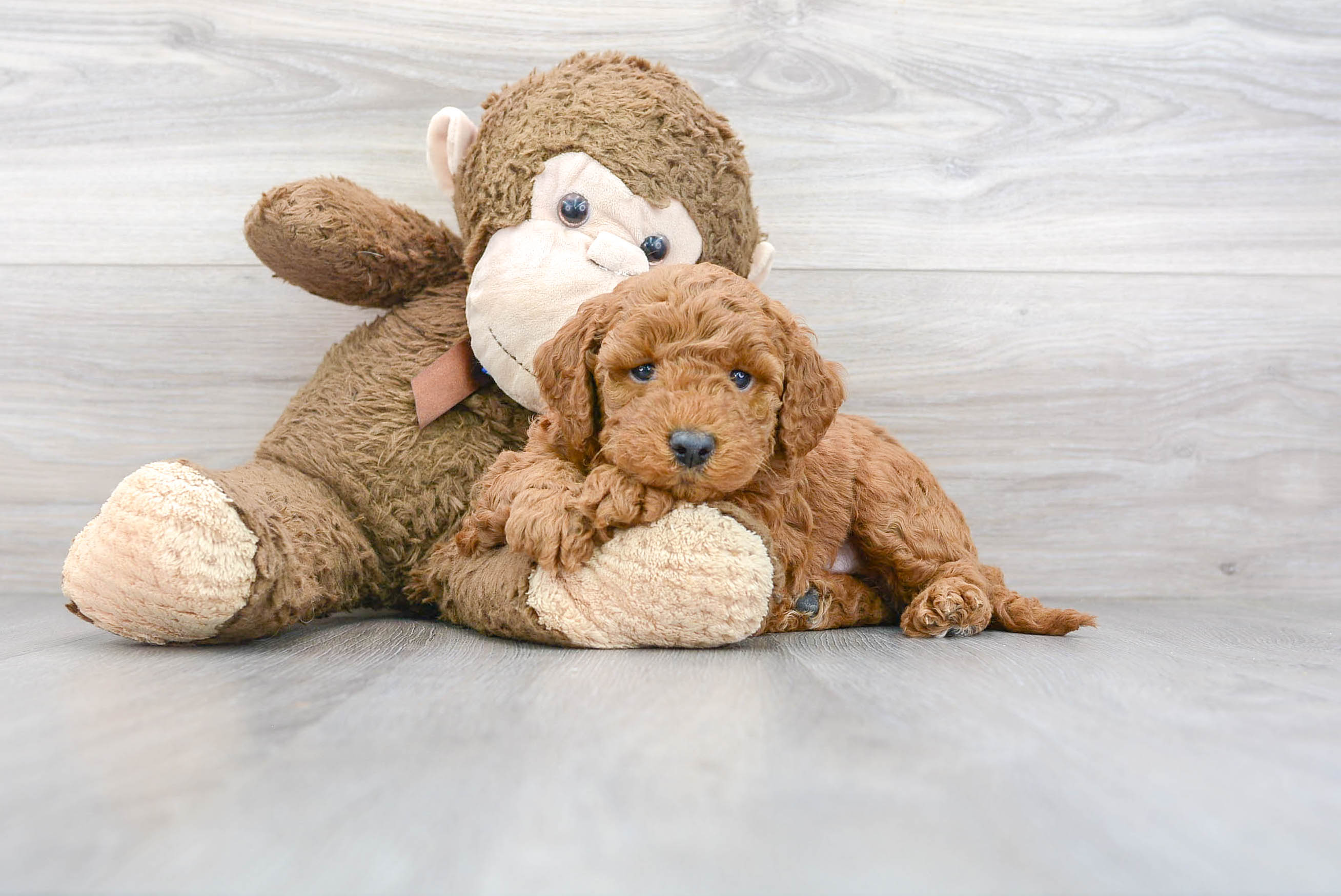 Mini Goldendoodle Pup Being Cute