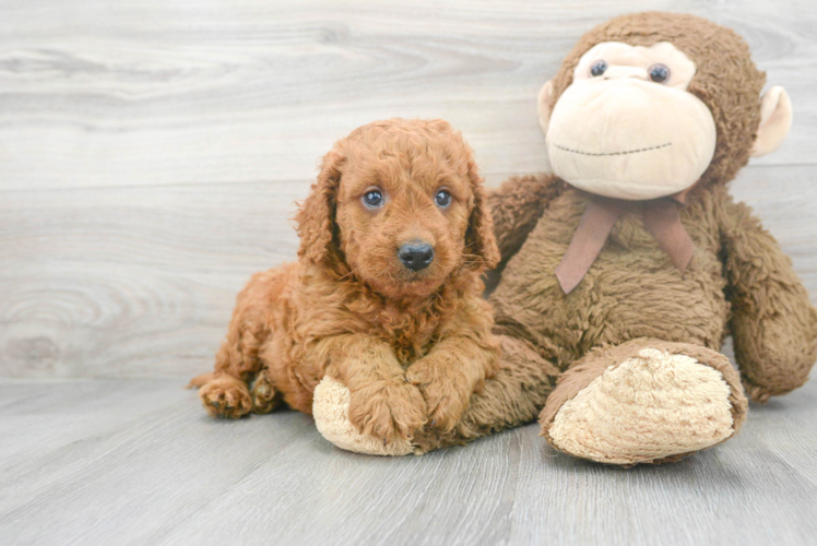 Meet Gavin - our Mini Goldendoodle Puppy Photo 1/3 - Puppy Love PR Sweet Mini Goldendoodle Baby