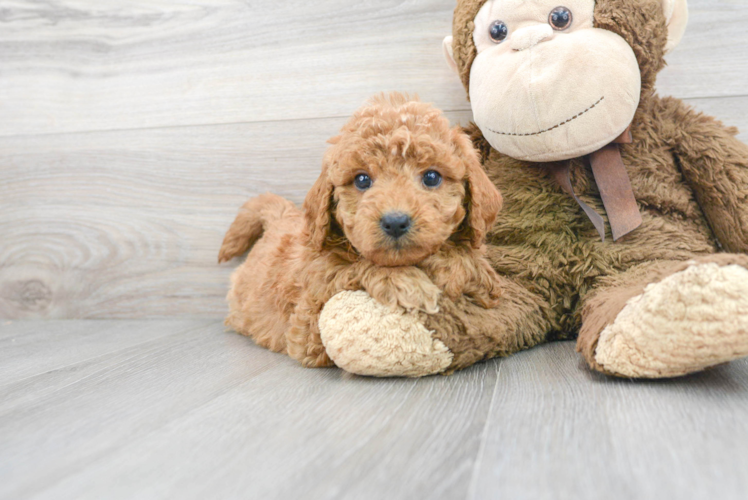 Fluffy Mini Goldendoodle Poodle Mix Pup