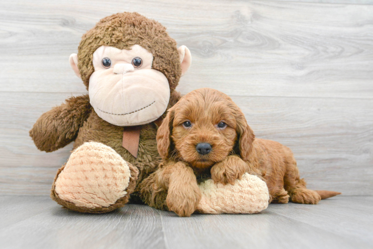 Meet Gavin - our Mini Goldendoodle Puppy Photo 1/3 - Puppy Love PR Smart Mini Goldendoodle Poodle Mix Pup