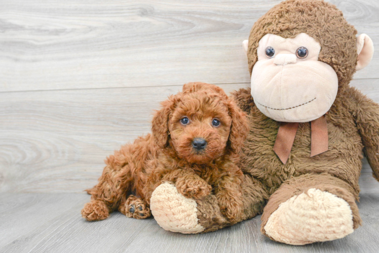 Mini Goldendoodle Pup Being Cute