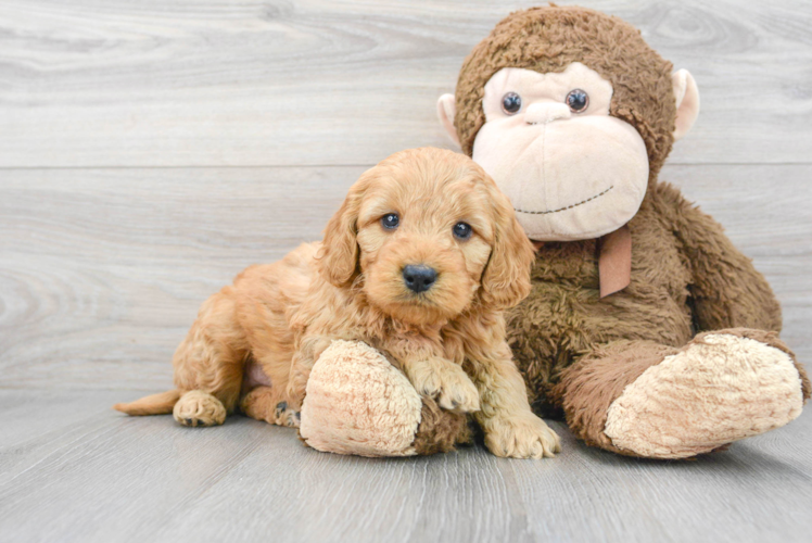 Meet George - our Mini Goldendoodle Puppy Photo 1/3 - Puppy Love PR Best Mini Goldendoodle Baby